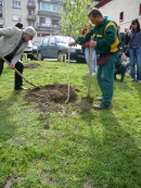 Басейнова дирекция за управление на водите Дунавски район с център гр. Плевен се включи в инициативата „Да засадим дърво”